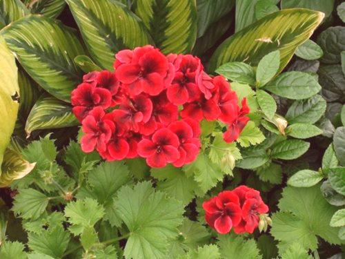 Geranium (57 fotografij) - razkošno in lepo cvetje za velik vrt