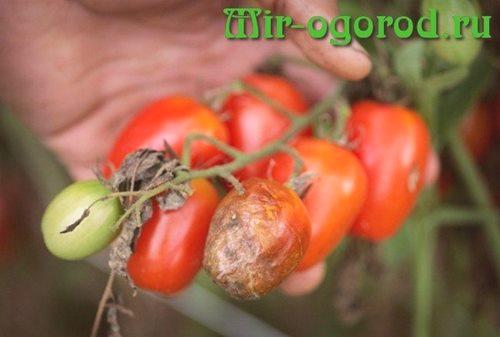 Как да защитим доматите от фитофтората на открито