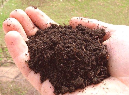 Kako oploditi zemljišče v jeseni, če ni gnoja?