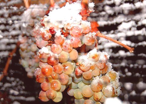 Sklonište grožđa za zimu u predgrađu Moskve