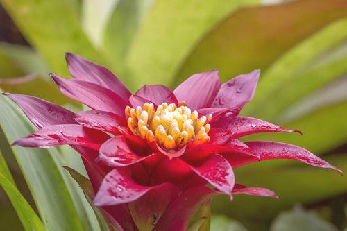 Гузманиа - како се приказују величанствене цвасти? 79 фотографија и правила за бригу о биљкама