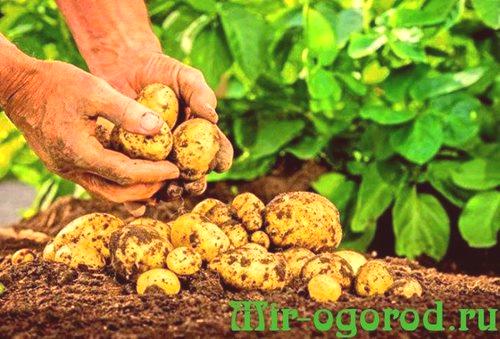 Kako hitro kopati krompir