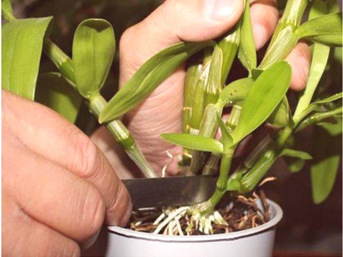 Kako skrbeti za orhideje doma v loncu, da cvetijo