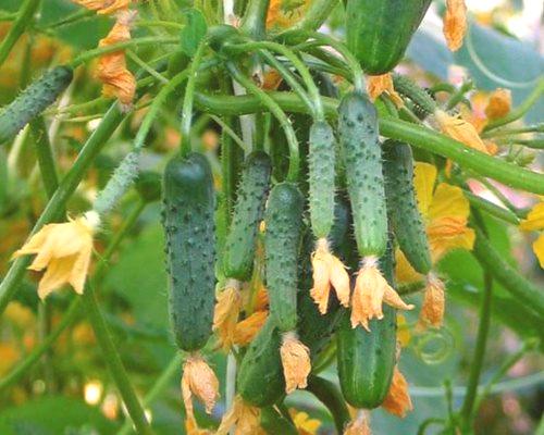 Skrivnosti pridelka hrustljavih kumaric