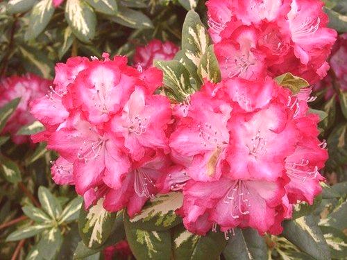 Rododendroni: pristanek in oskrba na odprtem terenu