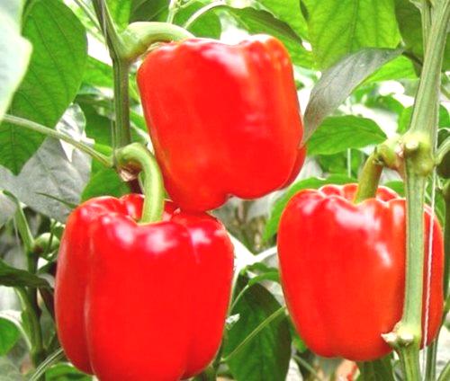 Što hraniti sadnice papra za rast
