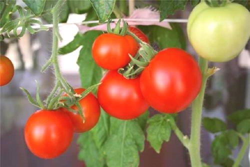 Как да плюете домати в оранжерия