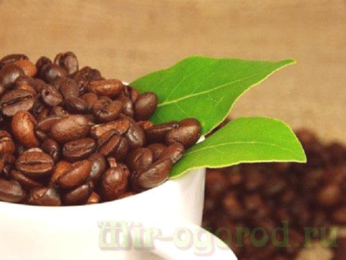 Как да засадите кафе на зърна