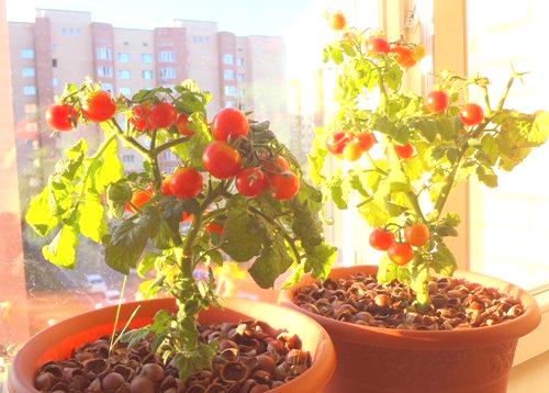 Отглеждане на домати на перваза на прозореца