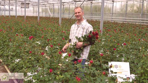 Узгајање цвијећа у стакленику као посао - како максимизирати профитабилност?