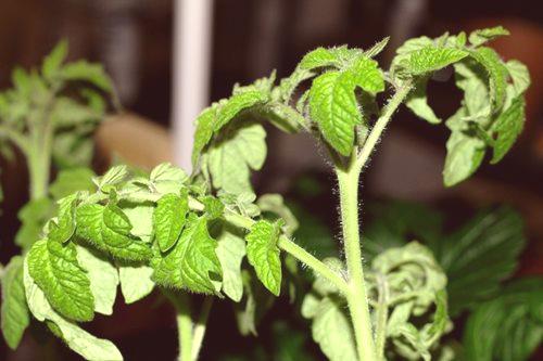 Защо доматите избледняват и усукват листата