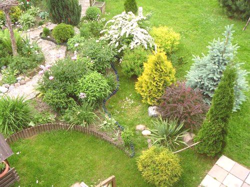 Rastline iglavcev za vrt: pregled fotografij, vrste, imena in nasveti za nego