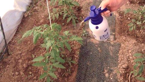 Gnojiva za rajčice u otvorenom tlu