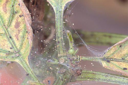 Как да се справим с паяк-кърлеж в оранжерия: 3 варианта на лечение