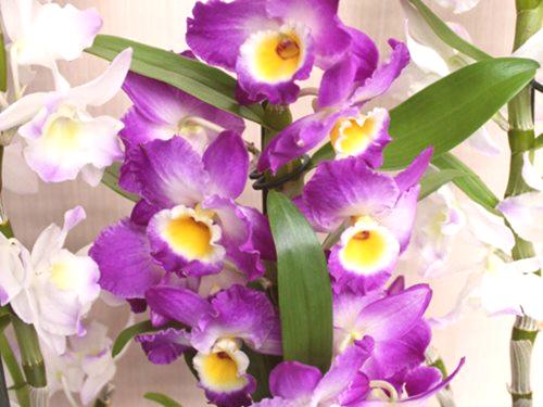 Orchid Dandrobium nega na domu Orchid Dandrobium nega doma
