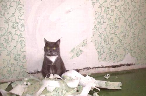 Како избећи мачку да уништи намештај и тапете: 3 верна начина