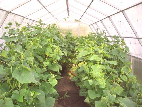 Процесът на отглеждане на краставици в оранжерията през зимата: 5 важни моменти