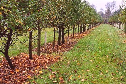 Какво да се хранят плодни дървета през есента?