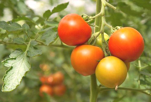 Тор за доматен разсад