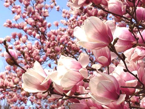 Magnolia sajenje in nega na odprtem terenu