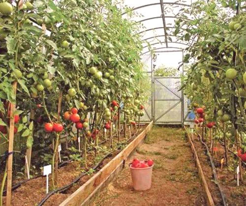 Как да настроите доматите в оранжерия