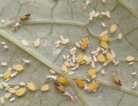 Как да се борим: листни въшки върху краставици в оранжерия