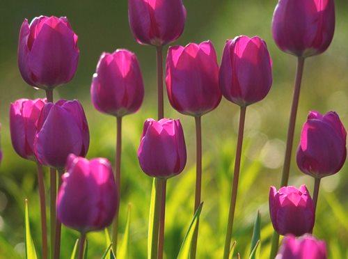 Kdaj izkopati tulipane in kako ga shraniti pred sajenjem?