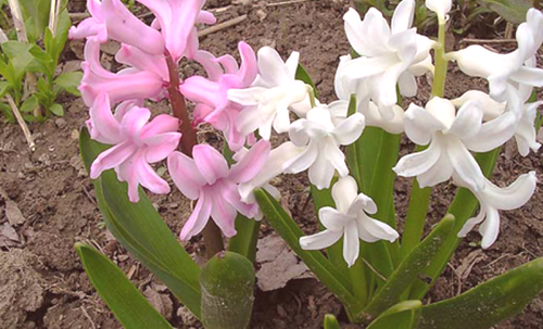 Отровни цветя могат да бъдат намерени, самите отровни растения на вашия сайт