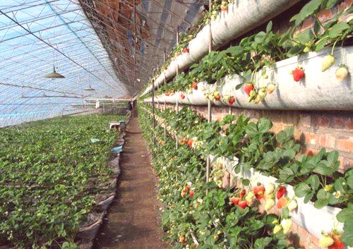Kitajski rastlinjaki - odlična rešitev za rusko podnebje: 8 koristi