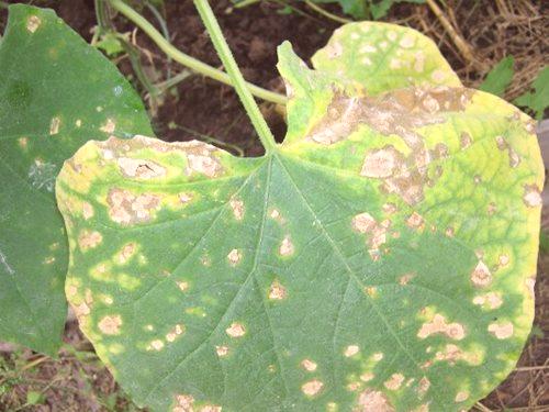Симптоми и 4 метода за контролиране на коренната гниене на краставици в оранжерия