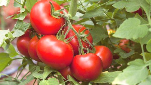 Как да растат домати в поликарбонатни оранжерии