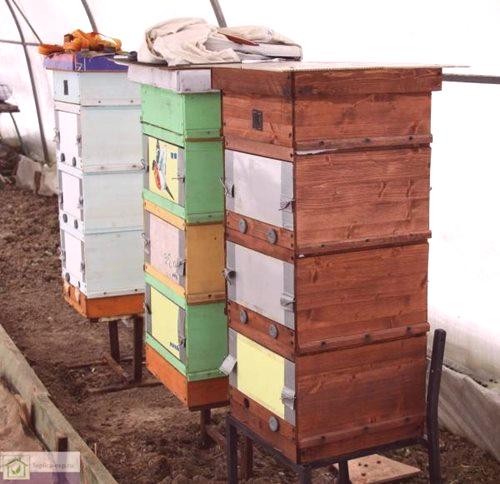 Зимске пчеле у пластеницима од поликарбоната - препоруке пчелара