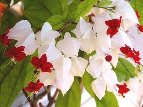 Clerodendrum - biljka koja cvjeta cijelu godinu. 82 fotografija zapanjujuće lijep grm
