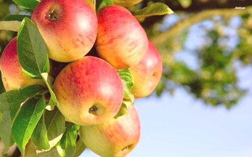 Как да се хранят ябълки през есента?