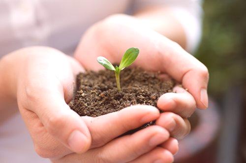 Sadnice: sadnja, uzgoj, njega, savjeti i majstorski tečajevi