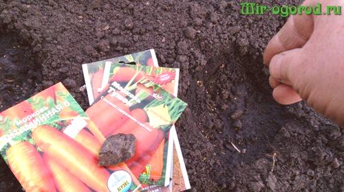 Какво да оплоди земя през есента под моркови