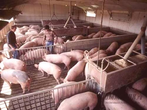 Свински бизнес план, свине за разплод