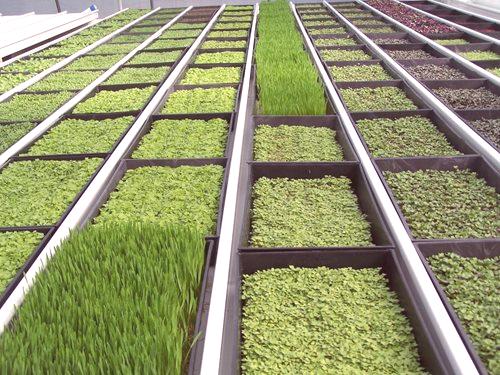 Gojenje zelenja v rastlinjaku kot posel - namigi, navodila, poslovni načrt