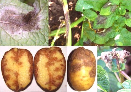 Phytophthora на картофи как да се бият