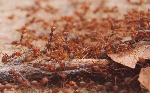 Kako je boj proti mravljem na vrtu: 4 svete