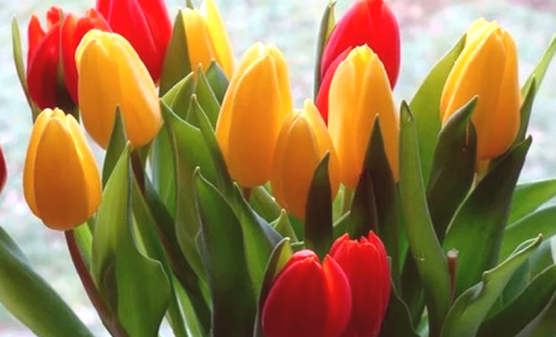 Zakaj ne cvetijo tulipanov, cvetočih tulipanov