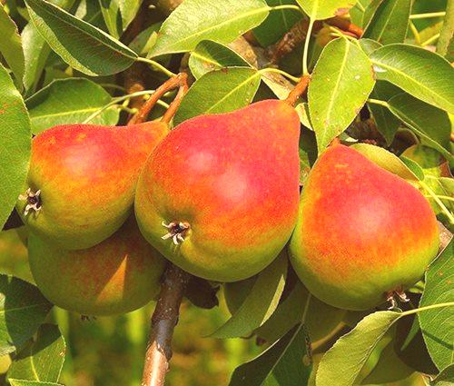 Kaj za krmo jabolka in hruške spomladi