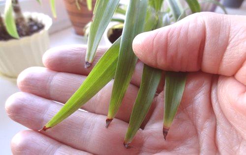 Chlorophytum: pocrniti vrhove lišća