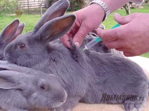 Кога да направите ваксинацията на зайци
