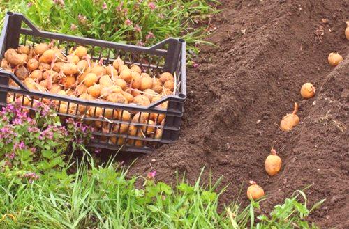 Какво да оплоди земя през есента под картофи