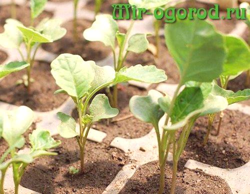 Zasaditev zelja za pogoje sadik