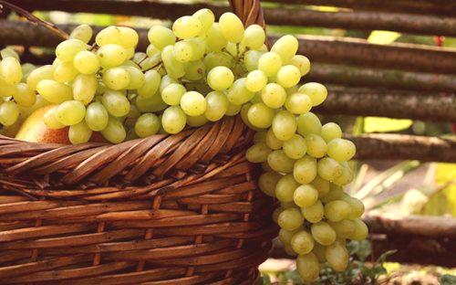 Pridelava grozdja in nega v srednjem pasu