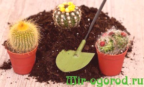 Как да засадите кактус без корени