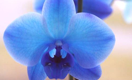Как да се грижим за домашна орхидея след покупка?