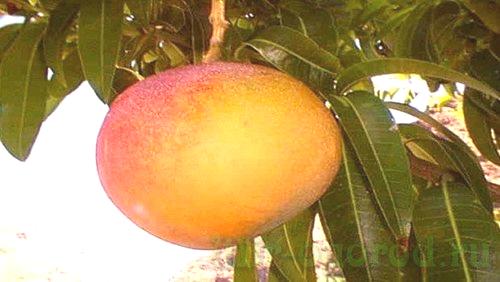 Kako posaditi mango iz kamna na domači fotografiji